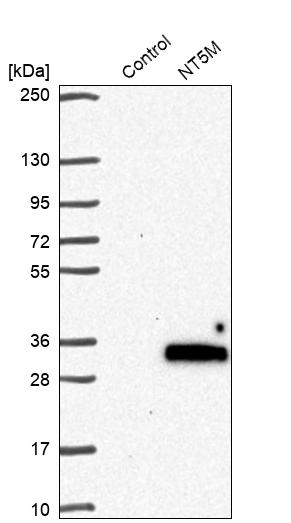 Western blot analysis in control (vector only transfected HEK293T lysate) and NT5M over-expression lysate (Co-expressed with a C-terminal myc-DDK tag (~3.1 kDa) in mammalian HEK293T cells, LY412623). Western blot analysis in control (vector only transfected HEK293T lysate) and NT5M over-expression lysate (Co-expressed with a C-terminal myc-DDK tag (~3.1 kDa) in mammalian HEK293T cells, LY412623).