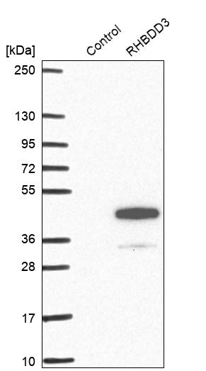 Western blot analysis in control (vector only transfected HEK293T lysate) and RHBDD3 over-expression lysate (Co-expressed with a C-terminal myc-DDK tag (~3.1 kDa) in mammalian HEK293T cells, LY415869).