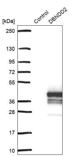 Western blot analysis in control (vector only transfected HEK293T lysate) and DBNDD2 over-expression lysate (Co-expressed with a C-terminal myc-DDK tag (~3.1 kDa) in mammalian HEK293T cells, LY420786). Western blot analysis in control (vector only transfected HEK293T lysate) and DBNDD2 over-expression lysate (Co-expressed with a C-terminal myc-DDK tag (~3.1 kDa) in mammalian HEK293T cells, LY420786).