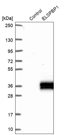 Western blot analysis in control (vector only transfected HEK293T lysate) and ELSPBP1 over-expression lysate (Co-expressed with a C-terminal myc-DDK tag (~3.1 kDa) in mammalian HEK293T cells, LY411747).