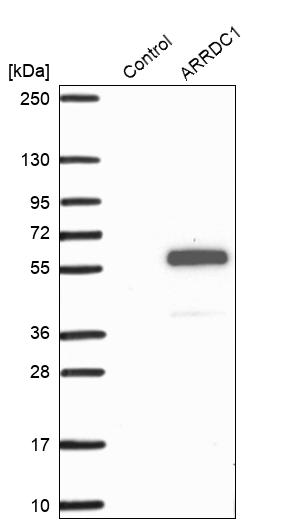 Western blot analysis in control (vector only transfected HEK293T lysate) and ARRDC1 over-expression lysate (Co-expressed with a C-terminal myc-DDK tag (~3.1 kDa) in mammalian HEK293T cells, LY407667). Western blot analysis in control (vector only transfected HEK293T lysate) and ARRDC1 over-expression lysate (Co-expressed with a C-terminal myc-DDK tag (~3.1 kDa) in mammalian HEK293T cells, LY407667).