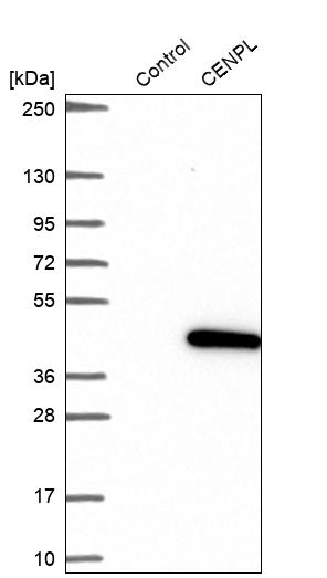 Western blot analysis in control (vector only transfected HEK293T lysate) and CENPL over-expression lysate (Co-expressed with a C-terminal myc-DDK tag (~3.1 kDa) in mammalian HEK293T cells, LY409603).