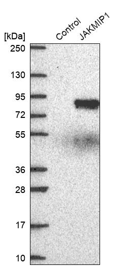 Western blot analysis in control (vector only transfected HEK293T lysate) and JAKMIP1 over-expression lysate (Co-expressed with a C-terminal myc-DDK tag (~3.1 kDa) in mammalian HEK293T cells, LY403406). Western blot analysis in control (vector only transfected HEK293T lysate) and JAKMIP1 over-expression lysate (Co-expressed with a C-terminal myc-DDK tag (~3.1 kDa) in mammalian HEK293T cells, LY403406).