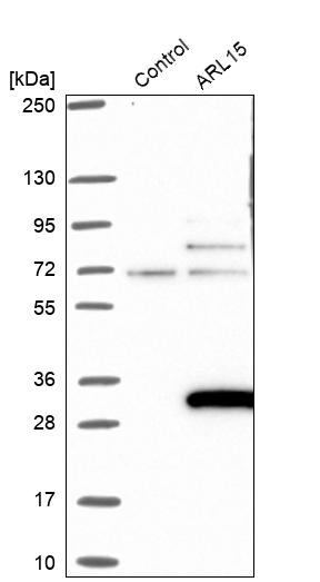 Western blot analysis in control (vector only transfected HEK293T lysate) and ARL15 over-expression lysate (Co-expressed with a C-terminal myc-DDK tag (~3.1 kDa) in mammalian HEK293T cells, LY412769).