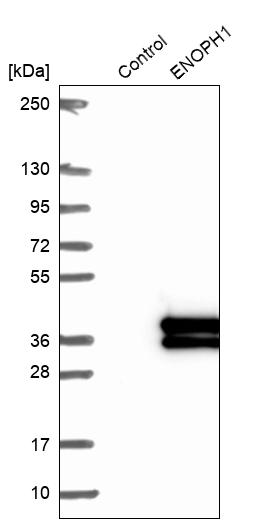 Western blot analysis in control (vector only transfected HEK293T lysate) and ENOPH1 over-expression lysate (Co-expressed with a C-terminal myc-DDK tag (~3.1 kDa) in mammalian HEK293T cells, LY412010). Western blot analysis in control (vector only transfected HEK293T lysate) and ENOPH1 over-expression lysate (Co-expressed with a C-terminal myc-DDK tag (~3.1 kDa) in mammalian HEK293T cells, LY412010).