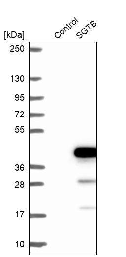 Western blot analysis in control (vector only transfected HEK293T lysate) and SGTB over-expression lysate (Co-expressed with a C-terminal myc-DDK tag (~3.1 kDa) in mammalian HEK293T cells, LY412784).
