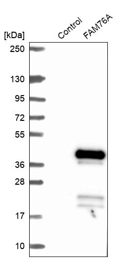 Western blot analysis in control (vector only transfected HEK293T lysate) and FAM76A over-expression lysate (Co-expressed with a C-terminal myc-DDK tag (~3.1 kDa) in mammalian HEK293T cells, LY407384). Western blot analysis in control (vector only transfected HEK293T lysate) and FAM76A over-expression lysate (Co-expressed with a C-terminal myc-DDK tag (~3.1 kDa) in mammalian HEK293T cells, LY407384).