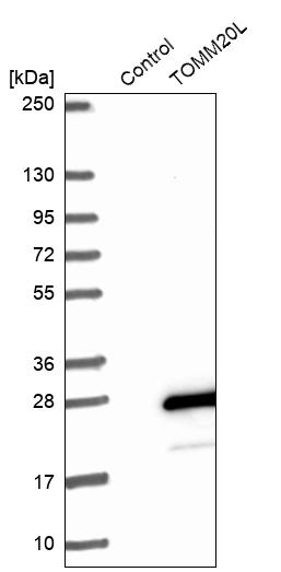 Western blot analysis in control (vector only transfected HEK293T lysate) and TOMM20L over-expression lysate (Co-expressed with a C-terminal myc-DDK tag (~3.1 kDa) in mammalian HEK293T cells, LY403994).