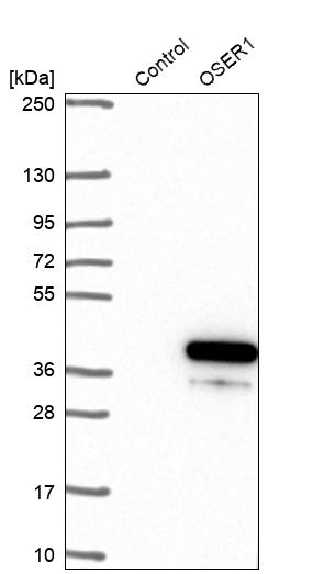 Western blot analysis in control (vector only transfected HEK293T lysate) and OSER1 over-expression lysate (Co-expressed with a C-terminal myc-DDK tag (~3.1 kDa) in mammalian HEK293T cells, LY413969). Western blot analysis in control (vector only transfected HEK293T lysate) and OSER1 over-expression lysate (Co-expressed with a C-terminal myc-DDK tag (~3.1 kDa) in mammalian HEK293T cells, LY413969).