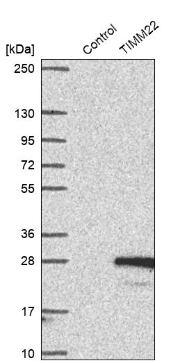 Western blot analysis in control (vector only transfected HEK293T lysate) and TIMM22 over-expression lysate (Co-expressed with a C-terminal myc-DDK tag (~3.1 kDa) in mammalian HEK293T cells, LY415643).