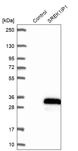 Western blot analysis in control (vector only transfected HEK293T lysate) and SREK1IP1 over-expression lysate (Co-expressed with a C-terminal myc-DDK tag (~3.1 kDa) in mammalian HEK293T cells, LY406434).