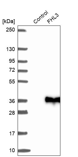 Western blot analysis in control (vector only transfected HEK293T lysate) and FHL3 over-expression lysate (Co-expressed with a C-terminal myc-DDK tag (~3.1 kDa) in mammalian HEK293T cells, LY417968). Western blot analysis in control (vector only transfected HEK293T lysate) and FHL3 over-expression lysate (Co-expressed with a C-terminal myc-DDK tag (~3.1 kDa) in mammalian HEK293T cells, LY417968).