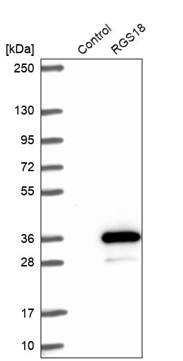 Western blot analysis in control (vector only transfected HEK293T lysate) and RGS18 over-expression lysate (Co-expressed with a C-terminal myc-DDK tag (~3.1 kDa) in mammalian HEK293T cells, LY408941).