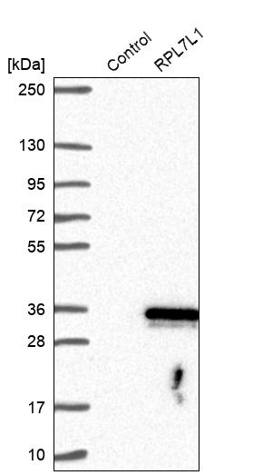 Western blot analysis in control (vector only transfected HEK293T lysate) and RPL7L1 over-expression lysate (Co-expressed with a C-terminal myc-DDK tag (~3.1 kDa) in mammalian HEK293T cells, LY404920).