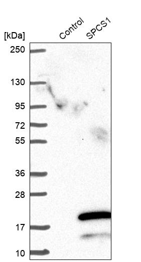 Western blot analysis in control (vector only transfected HEK293T lysate) and SPCS1 over-expression lysate (Co-expressed with a C-terminal myc-DDK tag (~3.1 kDa) in mammalian HEK293T cells, LY415515).