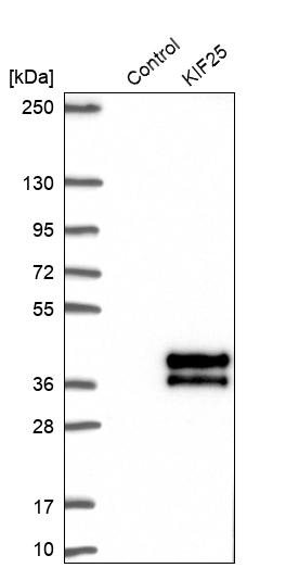 Western blot analysis in control (vector only transfected HEK293T lysate) and KIF25 over-expression lysate (Co-expressed with a C-terminal myc-DDK tag (~3.1 kDa) in mammalian HEK293T cells, LY417362).