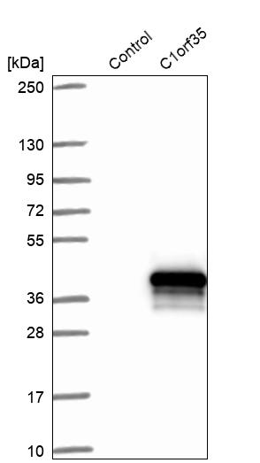 Western blot analysis in control (vector only transfected HEK293T lysate) and C1orf35 over-expression lysate (Co-expressed with a C-terminal myc-DDK tag (~3.1 kDa) in mammalian HEK293T cells, LY411316).