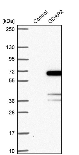 Western blot analysis in control (vector only transfected HEK293T lysate) and GDAP2 over-expression lysate (Co-expressed with a C-terminal myc-DDK tag (~3.1 kDa) in mammalian HEK293T cells, LY413601). Western blot analysis in control (vector only transfected HEK293T lysate) and GDAP2 over-expression lysate (Co-expressed with a C-terminal myc-DDK tag (~3.1 kDa) in mammalian HEK293T cells, LY413601).