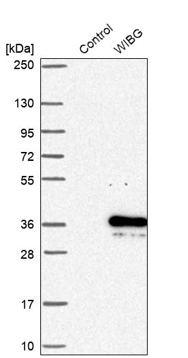 Western blot analysis in control (vector only transfected HEK293T lysate) and WIBG over-expression lysate (Co-expressed with a C-terminal myc-DDK tag (~3.1 kDa) in mammalian HEK293T cells, LY410182). Western blot analysis in control (vector only transfected HEK293T lysate) and WIBG over-expression lysate (Co-expressed with a C-terminal myc-DDK tag (~3.1 kDa) in mammalian HEK293T cells, LY410182).