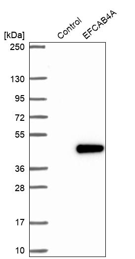 Western blot analysis in control (vector only transfected HEK293T lysate) and EFCAB4A over-expression lysate (Co-expressed with a C-terminal myc-DDK tag (~3.1 kDa) in mammalian HEK293T cells, LY406490). Western blot analysis in control (vector only transfected HEK293T lysate) and EFCAB4A over-expression lysate (Co-expressed with a C-terminal myc-DDK tag (~3.1 kDa) in mammalian HEK293T cells, LY406490).