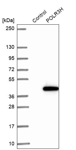 Western blot analysis in control (vector only transfected HEK293T lysate) and POLR3H over-expression lysate (Co-expressed with a C-terminal myc-DDK tag (~3.1 kDa) in mammalian HEK293T cells, LY408616).