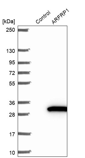 Western blot analysis in control (vector only transfected HEK293T lysate) and ARFRP1 over-expression lysate (Co-expressed with a C-terminal myc-DDK tag (~3.1 kDa) in mammalian HEK293T cells, LY418821).