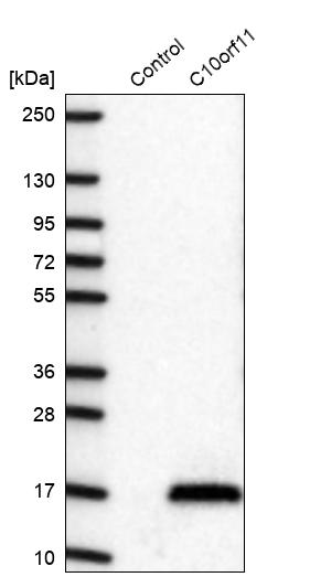 Western blot analysis in control (vector only transfected HEK293T lysate) and C10orf11 over-expression lysate (Co-expressed with a C-terminal myc-DDK tag (~3.1 kDa) in mammalian HEK293T cells, LY410357).