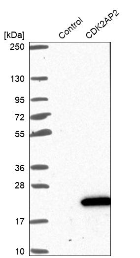 Western blot analysis in control (vector only transfected HEK293T lysate) and CDK2AP2 over-expression lysate (Co-expressed with a C-terminal myc-DDK tag (~3.1 kDa) in mammalian HEK293T cells, LY417039). Western blot analysis in control (vector only transfected HEK293T lysate) and CDK2AP2 over-expression lysate (Co-expressed with a C-terminal myc-DDK tag (~3.1 kDa) in mammalian HEK293T cells, LY417039).