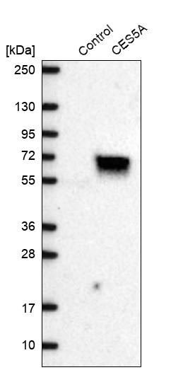 Western blot analysis in control (vector only transfected HEK293T lysate) and CES5A over-expression lysate (Co-expressed with a C-terminal myc-DDK tag (~3.1 kDa) in mammalian HEK293T cells, LY408085).