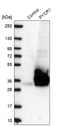 Western blot analysis in control (vector only transfected HEK293T lysate) and PYCR1 over-expression lysate (Co-expressed with a C-terminal myc-DDK tag (~3.1 kDa) in mammalian HEK293T cells, LY406968).