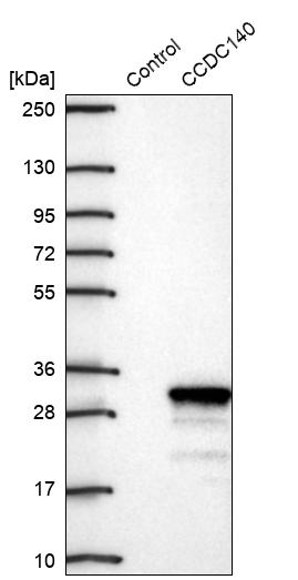 Western blot analysis in control (vector only transfected HEK293T lysate) and CCDC140 over-expression lysate (Co-expressed with a C-terminal myc-DDK tag (~3.1 kDa) in mammalian HEK293T cells, LY407174).