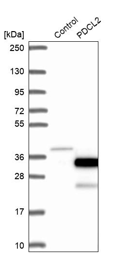 Western blot analysis in control (vector only transfected HEK293T lysate) and PDCL2 over-expression lysate (Co-expressed with a C-terminal myc-DDK tag (~3.1 kDa) in mammalian HEK293T cells, LY407569).