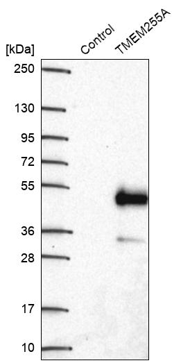Western blot analysis in control (vector only transfected HEK293T lysate) and TMEM255A over-expression lysate (Co-expressed with a C-terminal myc-DDK tag (~3.1 kDa) in mammalian HEK293T cells, LY413424).