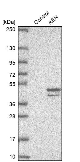Western blot analysis in control (vector only transfected HEK293T lysate) and AEN over-expression lysate (Co-expressed with a C-terminal myc-DDK tag (~3.1 kDa) in mammalian HEK293T cells, LY402942).