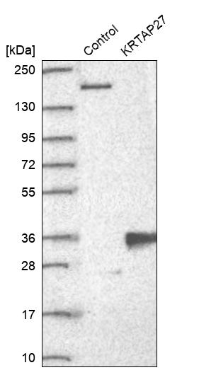 Western blot analysis in control (vector only transfected HEK293T lysate) and KRTAP27 over-expression lysate (Co-expressed with a C-terminal myc-DDK tag (~3.1 kDa) in mammalian HEK293T cells, LY421490). Western blot analysis in control (vector only transfected HEK293T lysate) and KRTAP27 over-expression lysate (Co-expressed with a C-terminal myc-DDK tag (~3.1 kDa) in mammalian HEK293T cells, LY421490).