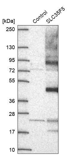 Western blot analysis in control (vector only transfected HEK293T lysate) and SLC35F5 over-expression lysate (Co-expressed with a C-terminal myc-DDK tag (~3.1 kDa) in mammalian HEK293T cells, LY403057). Western blot analysis in control (vector only transfected HEK293T lysate) and SLC35F5 over-expression lysate (Co-expressed with a C-terminal myc-DDK tag (~3.1 kDa) in mammalian HEK293T cells, LY403057).