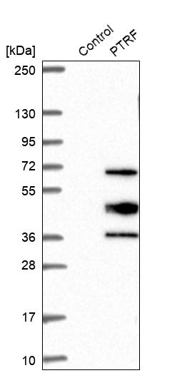 Western blot analysis in control (vector only transfected HEK293T lysate) and PTRF over-expression lysate (Co-expressed with a C-terminal myc-DDK tag (~3.1 kDa) in mammalian HEK293T cells, LY402171).