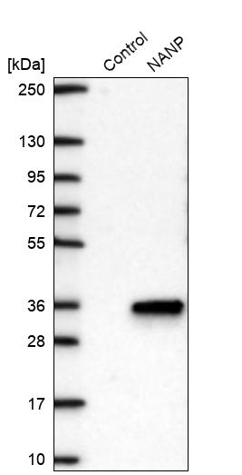 Western blot analysis in control (vector only transfected HEK293T lysate) and NANP over-expression lysate (Co-expressed with a C-terminal myc-DDK tag (~3.1 kDa) in mammalian HEK293T cells, LY407388).
