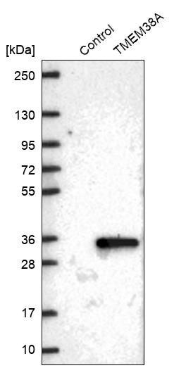 Western blot analysis in control (vector only transfected HEK293T lysate) and TMEM38A over-expression lysate (Co-expressed with a C-terminal myc-DDK tag (~3.1 kDa) in mammalian HEK293T cells, LY411389). Western blot analysis in control (vector only transfected HEK293T lysate) and TMEM38A over-expression lysate (Co-expressed with a C-terminal myc-DDK tag (~3.1 kDa) in mammalian HEK293T cells, LY411389).