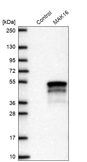 Western blot analysis in control (vector only transfected HEK293T lysate) and MAK16 over-expression lysate (Co-expressed with a C-terminal myc-DDK tag (~3.1 kDa) in mammalian HEK293T cells, LY410084). Western blot analysis in control (vector only transfected HEK293T lysate) and MAK16 over-expression lysate (Co-expressed with a C-terminal myc-DDK tag (~3.1 kDa) in mammalian HEK293T cells, LY410084).