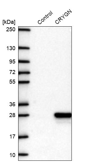 Western blot analysis in control (vector only transfected HEK293T lysate) and CRYGN over-expression lysate (Co-expressed with a C-terminal myc-DDK tag (~3.1 kDa) in mammalian HEK293T cells, LY408155).