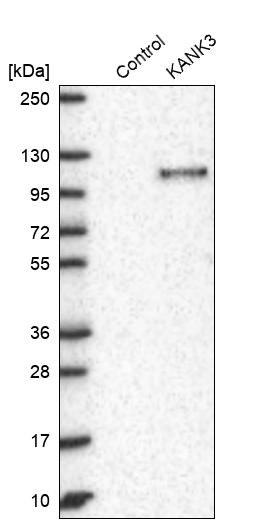 Western blot analysis in control (vector only transfected HEK293T lysate) and KANK3 over-expression lysate (Co-expressed with a C-terminal myc-DDK tag (~3.1 kDa) in mammalian HEK293T cells, LY403679).