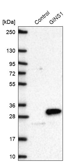 Western blot analysis in control (vector only transfected HEK293T lysate) and GINS1 over-expression lysate (Co-expressed with a C-terminal myc-DDK tag (~3.1 kDa) in mammalian HEK293T cells, LY402825). Western blot analysis in control (vector only transfected HEK293T lysate) and GINS1 over-expression lysate (Co-expressed with a C-terminal myc-DDK tag (~3.1 kDa) in mammalian HEK293T cells, LY402825).