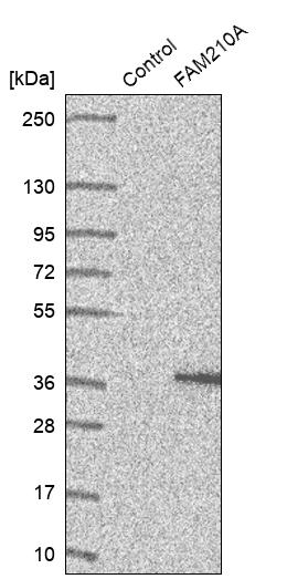 Western blot analysis in control (vector only transfected HEK293T lysate) and FAM210A over-expression lysate (Co-expressed with a C-terminal myc-DDK tag (~3.1 kDa) in mammalian HEK293T cells, LY407602).