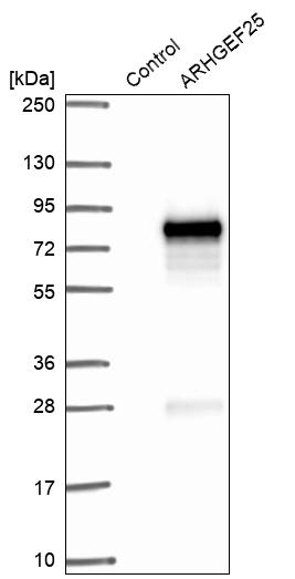 Western blot analysis in control (vector only transfected HEK293T lysate) and ARHGEF25 over-expression lysate (Co-expressed with a C-terminal myc-DDK tag (~3.1 kDa) in mammalian HEK293T cells, LY405275).