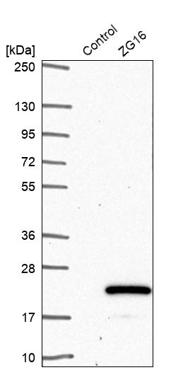 Western blot analysis in control (vector only transfected HEK293T lysate) and ZG16 over-expression lysate (Co-expressed with a C-terminal myc-DDK tag (~3.1 kDa) in mammalian HEK293T cells, LY407589). Western blot analysis in control (vector only transfected HEK293T lysate) and ZG16 over-expression lysate (Co-expressed with a C-terminal myc-DDK tag (~3.1 kDa) in mammalian HEK293T cells, LY407589).