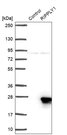 Western blot analysis in control (vector only transfected HEK293T lysate) and RIPPLY1 over-expression lysate (Co-expressed with a C-terminal myc-DDK tag (~3.1 kDa) in mammalian HEK293T cells, LY408647).