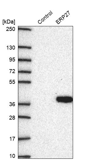 Western blot analysis in control (vector only transfected HEK293T lysate) and ERP27 over-expression lysate (Co-expressed with a C-terminal myc-DDK tag (~3.1 kDa) in mammalian HEK293T cells, LY407647).