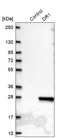 Western blot analysis in control (vector only transfected HEK293T lysate) and DR1 over-expression lysate (Co-expressed with a C-terminal myc-DDK tag (~3.1 kDa) in mammalian HEK293T cells, LY419640).