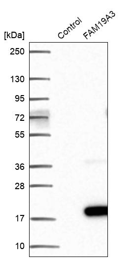 Western blot analysis in control (vector only transfected HEK293T lysate) and FAM19A3 over-expression lysate (Co-expressed with a C-terminal myc-DDK tag (~3.1 kDa) in mammalian HEK293T cells, LY403648). Western blot analysis in control (vector only transfected HEK293T lysate) and FAM19A3 over-expression lysate (Co-expressed with a C-terminal myc-DDK tag (~3.1 kDa) in mammalian HEK293T cells, LY403648).